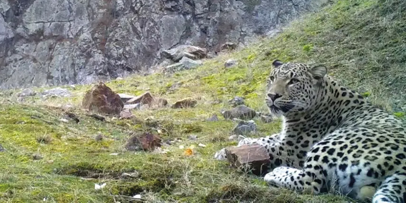 Anadolu parsı