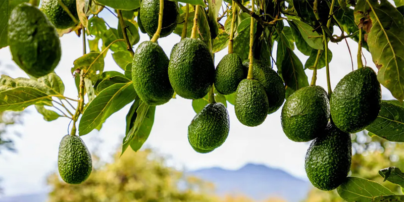 avokado