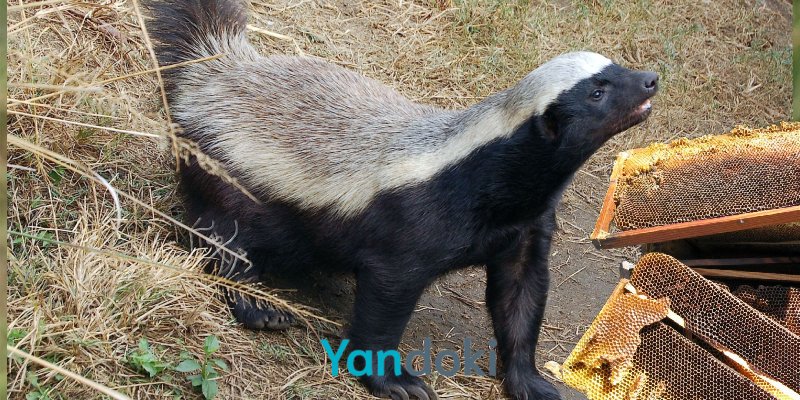 bal porsukları nasıl hayvanlardır özellikleri nelerdir hakkında detaylı bilgiler Yandoki'de bal porsukları nasıl hayvanlardır özellikleri nelerdir hakkında bilgiler