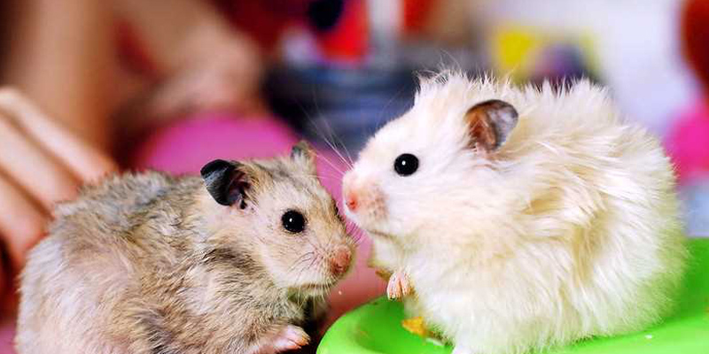 kemirgen hayvan türleri içinde hamsterler kemirgen hayvan türleri