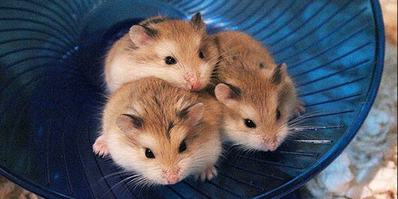 Hamsterlar fare değildir Hamsterlar fare değil
