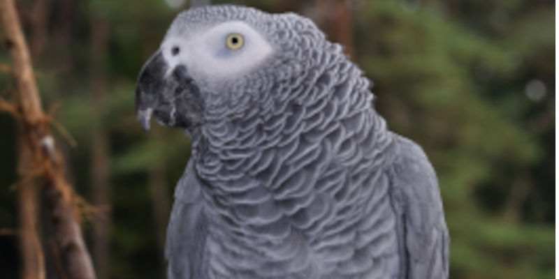 Jako papağan türü ve özellikleri