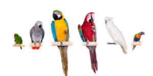 Papağan Türleri Özellikleri ve En Çok Konuşan Papağanlar