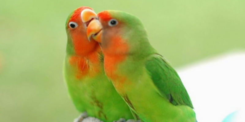 Sevda papağanı aşk kuşu hakkında bilgiler