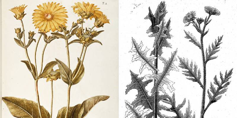 silphium bitkisi antik romada çok değerliydi silphium bitkisi