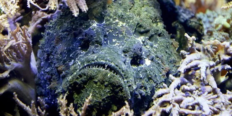 synanceia verrucosa taş balığı reef stonefish synanceia verrucosa taş balığı