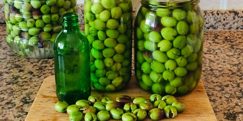 yeşil zeytinden çıkan en sağlıklı yağ yeşil zeytin sağlıklı yağ